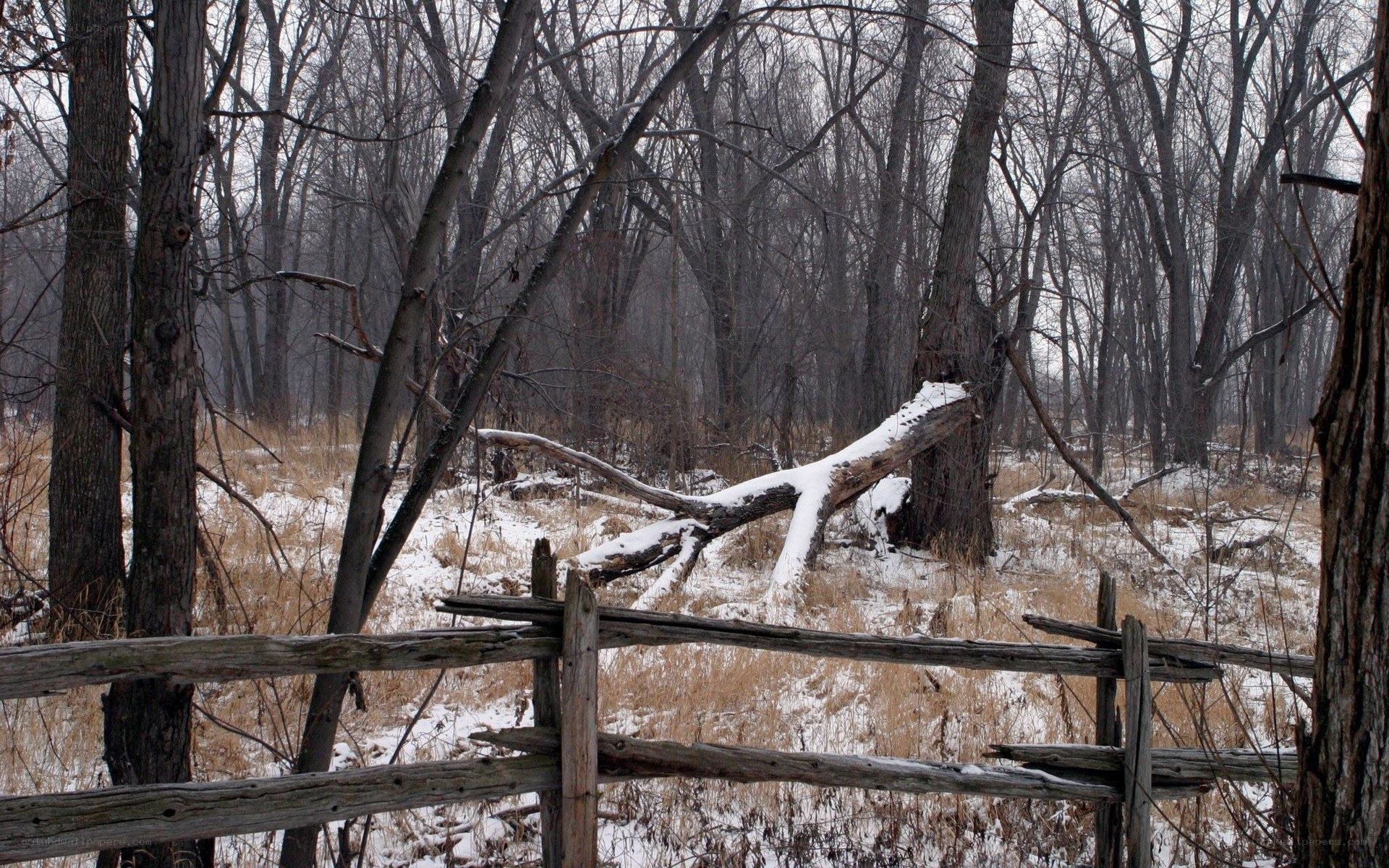 Winter forest with fallen tree