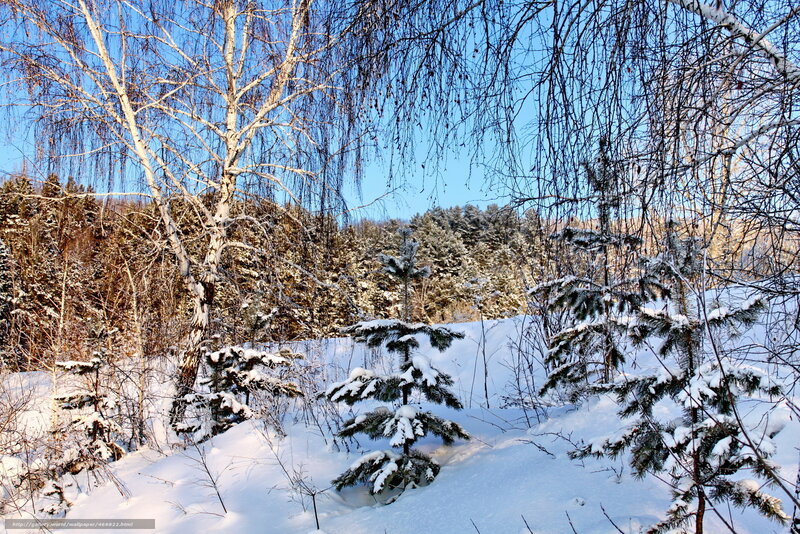 Winter forest with snow-covered trees