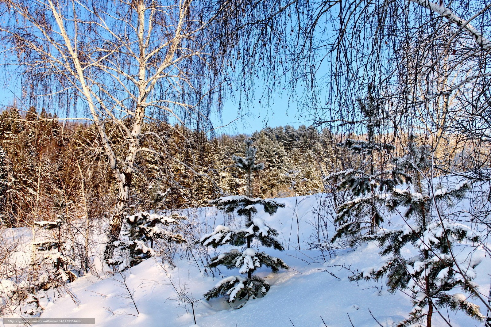 Winter forest with snow-covered trees
