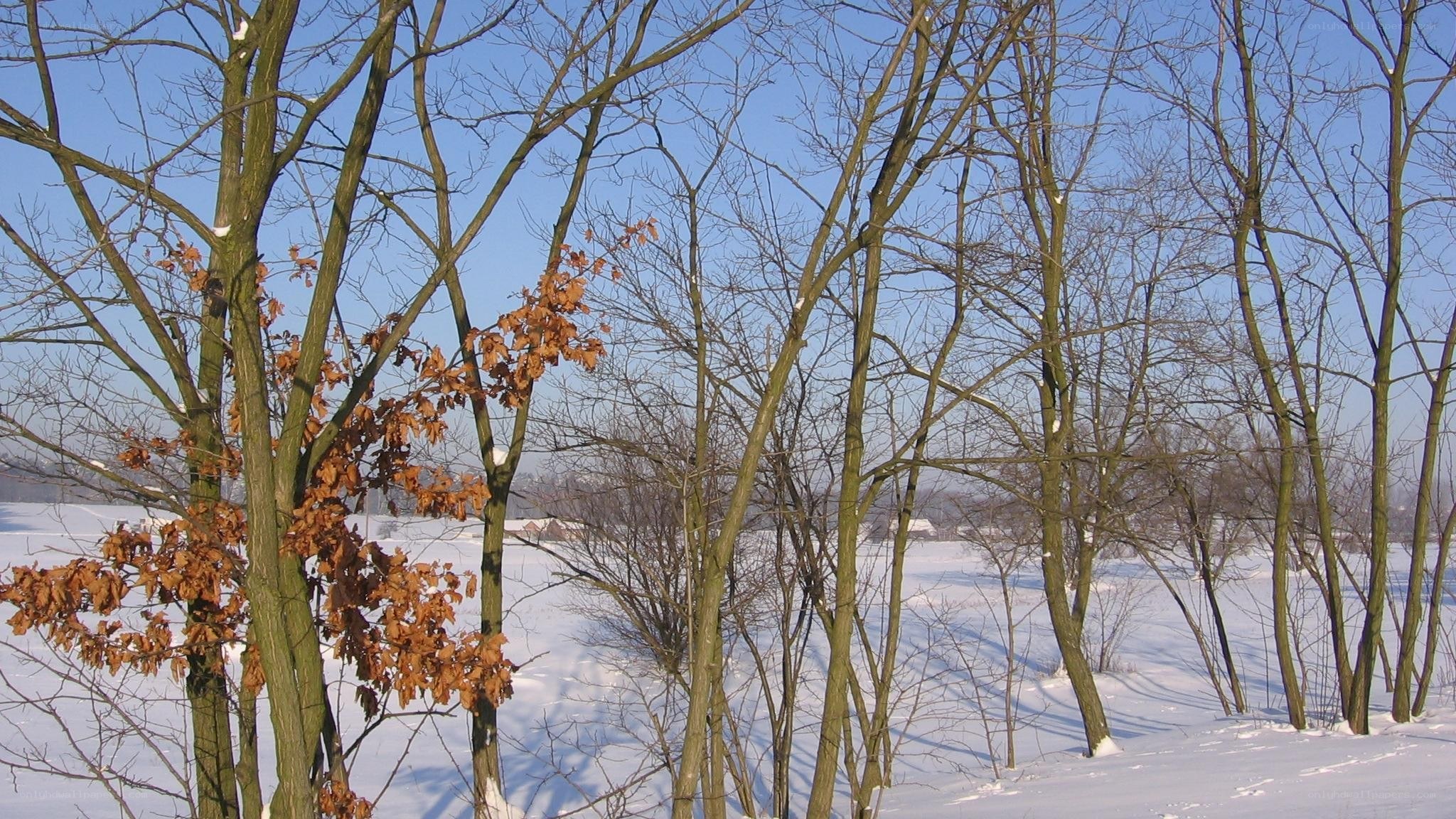 Winter forest with snow