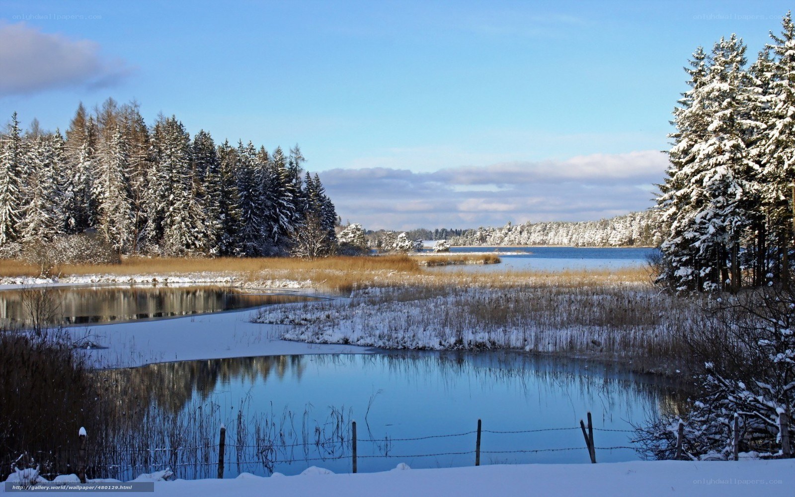 Winter lake with snow-covered trees