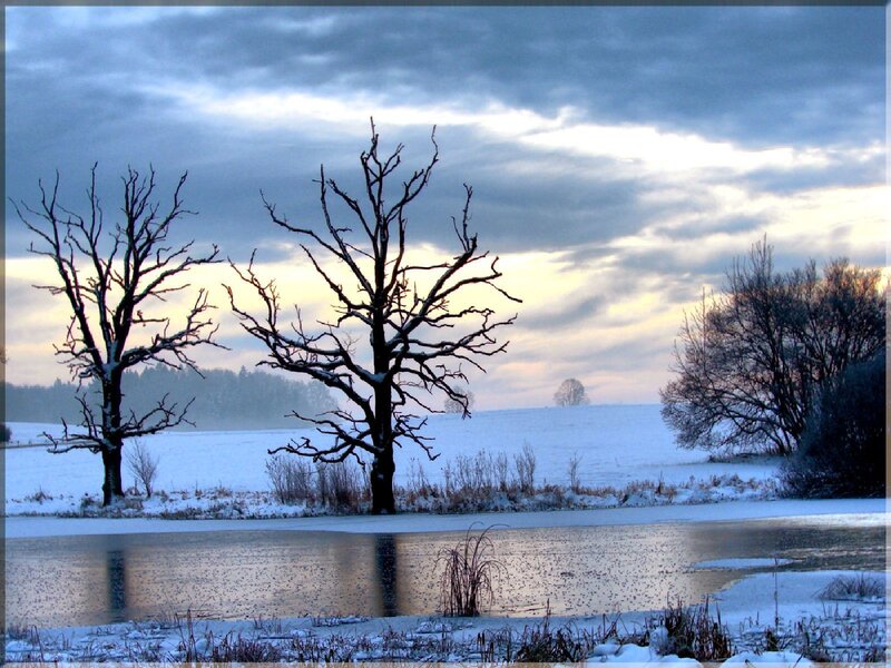 Winter landscape with bare trees