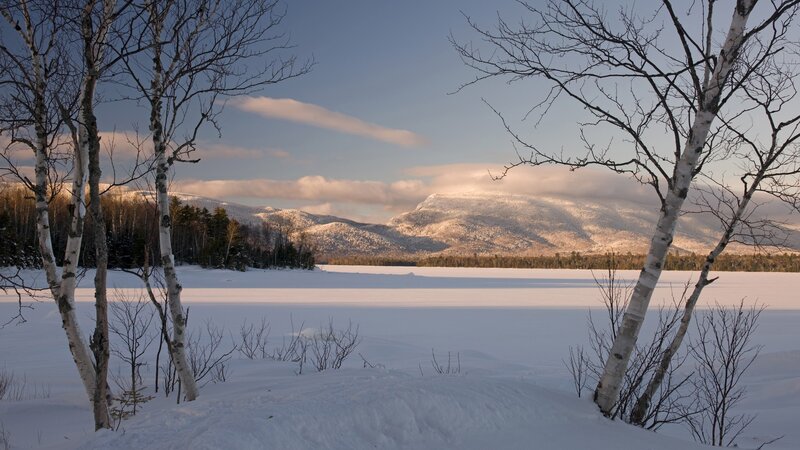 Winter landscape with birch trees