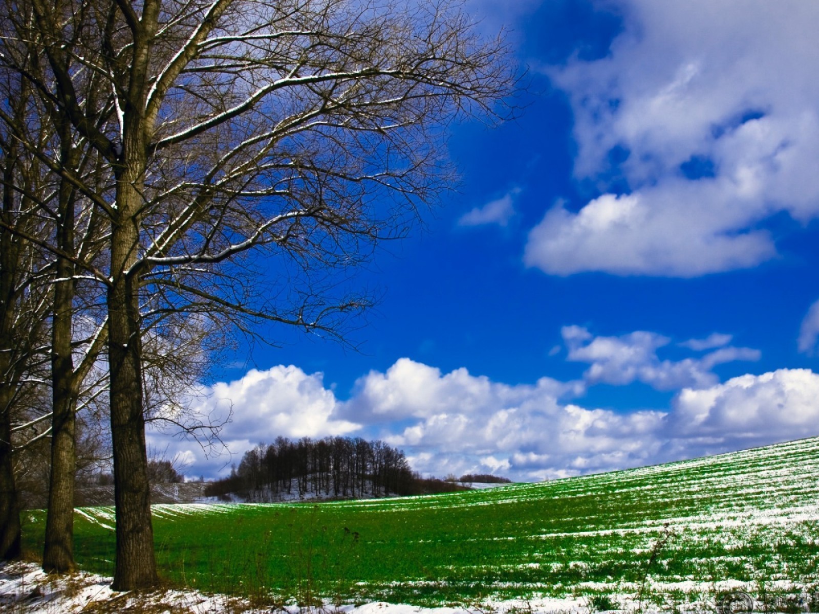 Winter landscape with green field