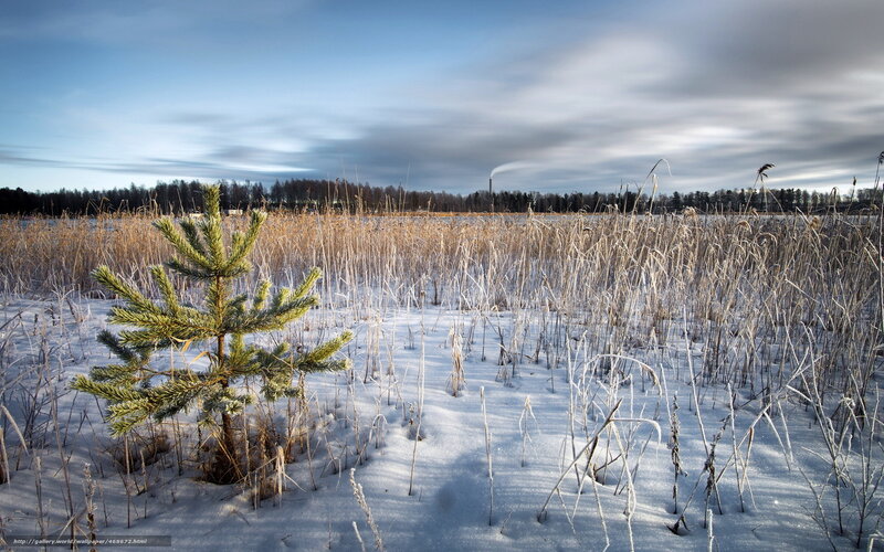 Winter landscape with pine sapling
