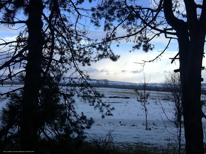 Winter landscape with pine trees