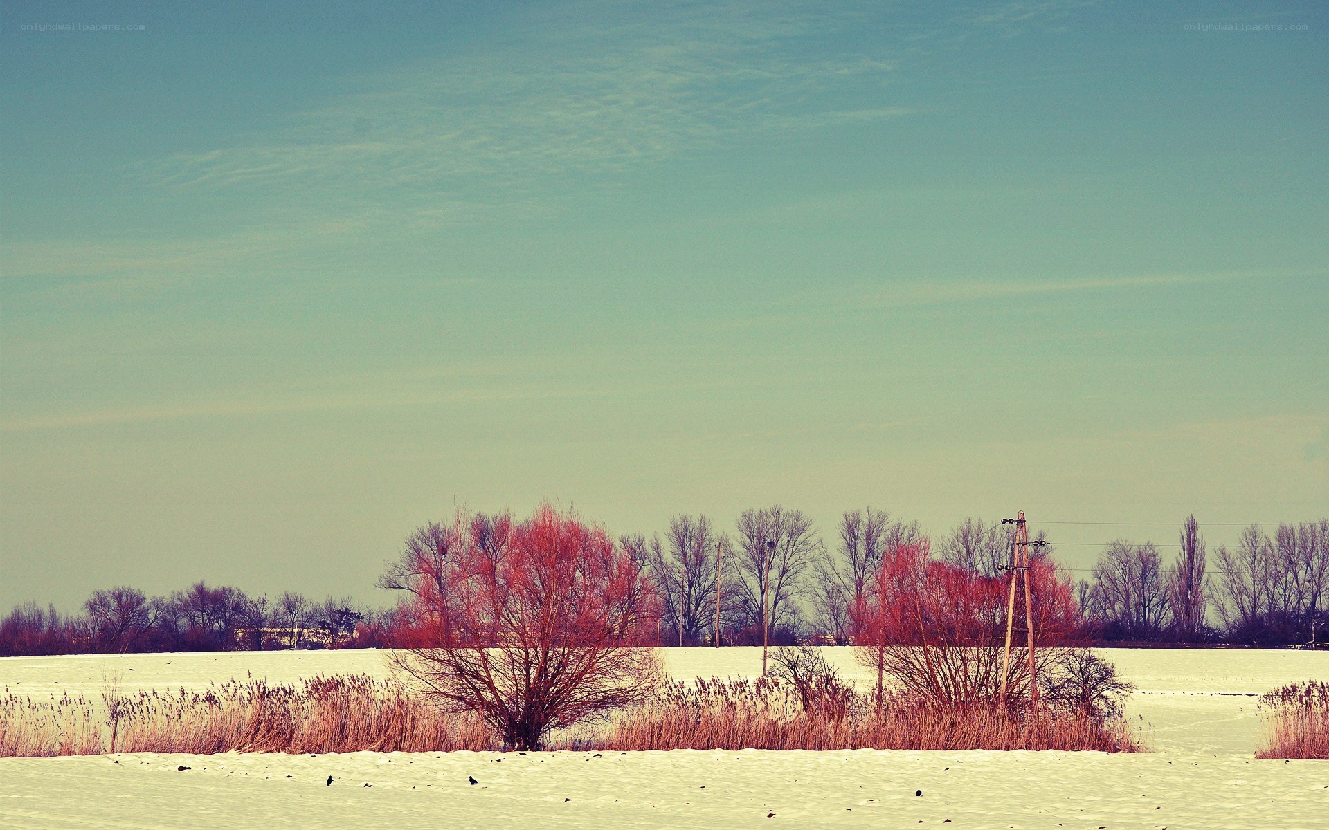 Winter landscape with red trees