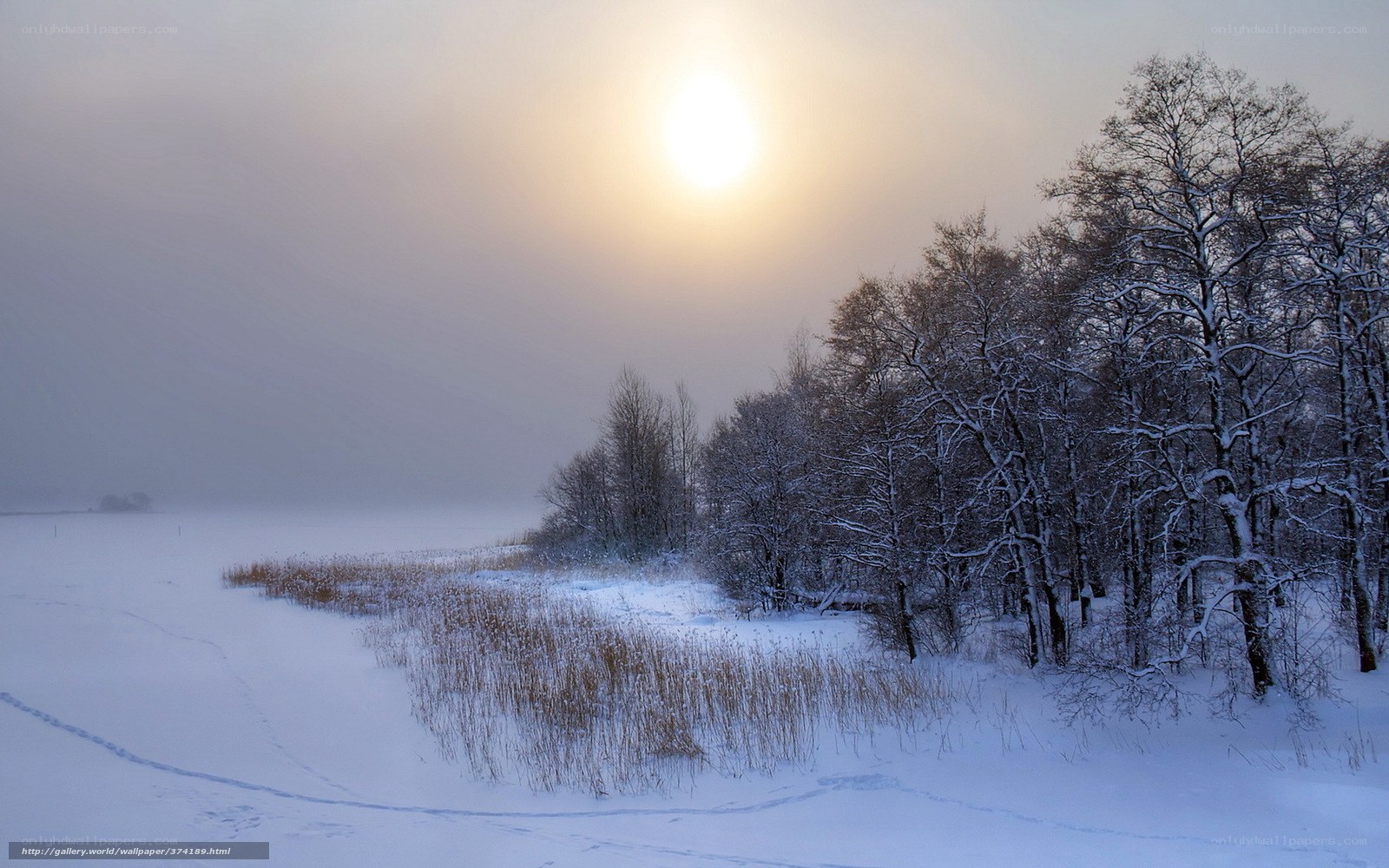 Winter landscape with snow and sun