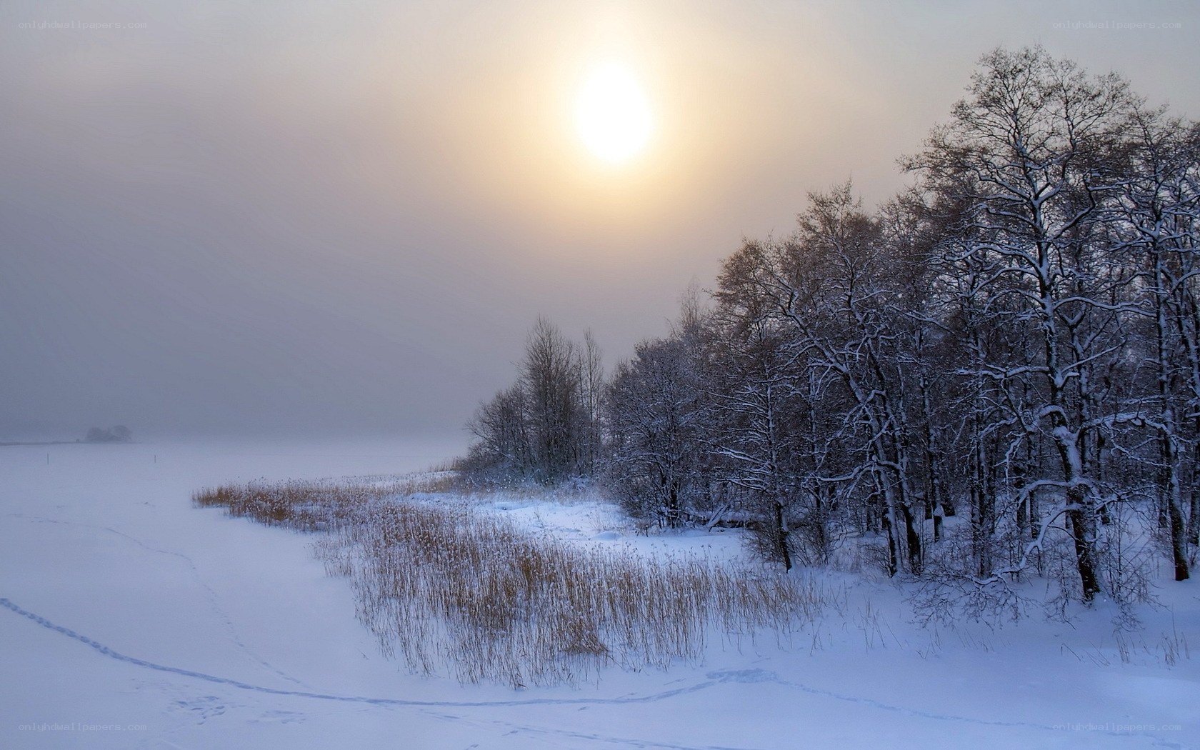 Winter landscape with snow and sun