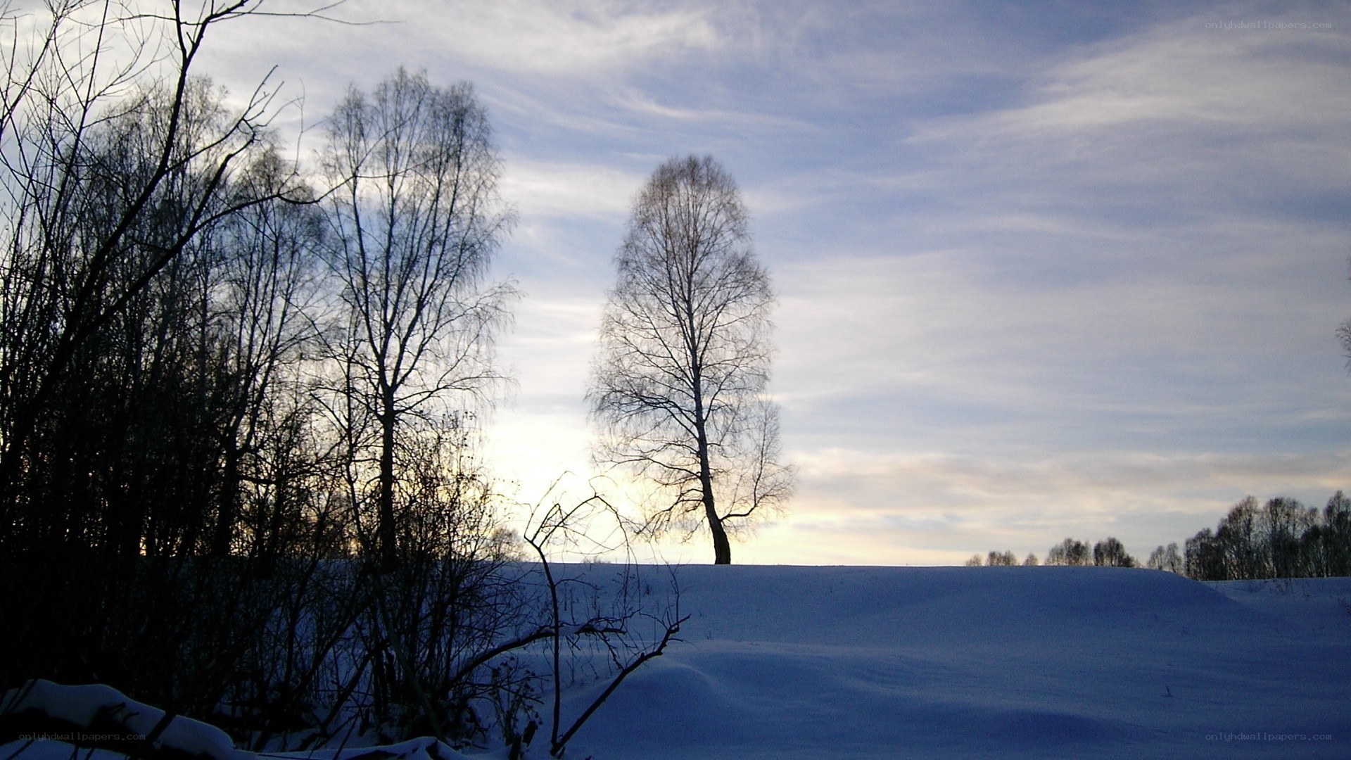 Winter landscape with snow and trees