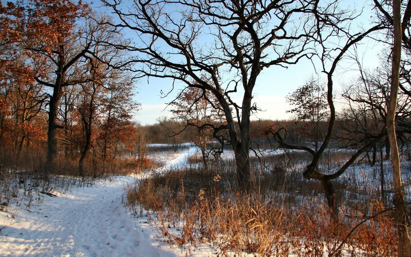 Winter path through snowy woods
