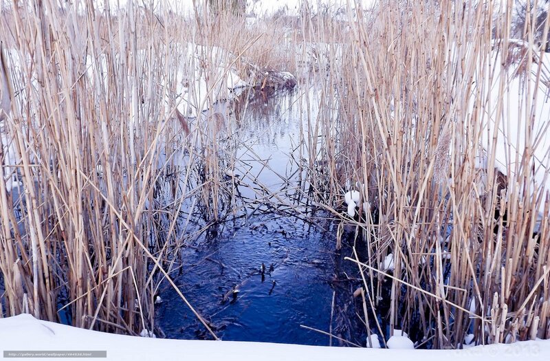 Winter reed marsh with stream