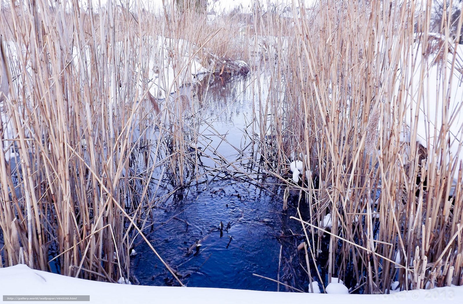 Winter reed marsh with stream