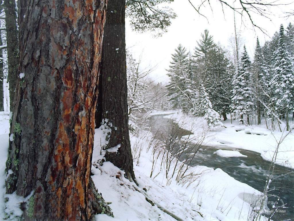 Winter river in snowy forest