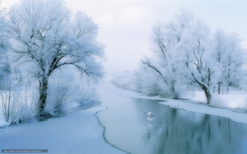 Winter river with snowy trees