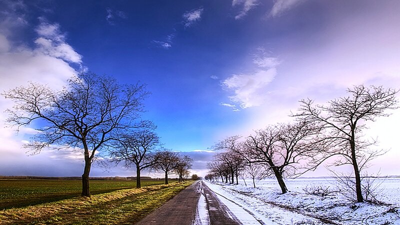 Winter road with bare trees
