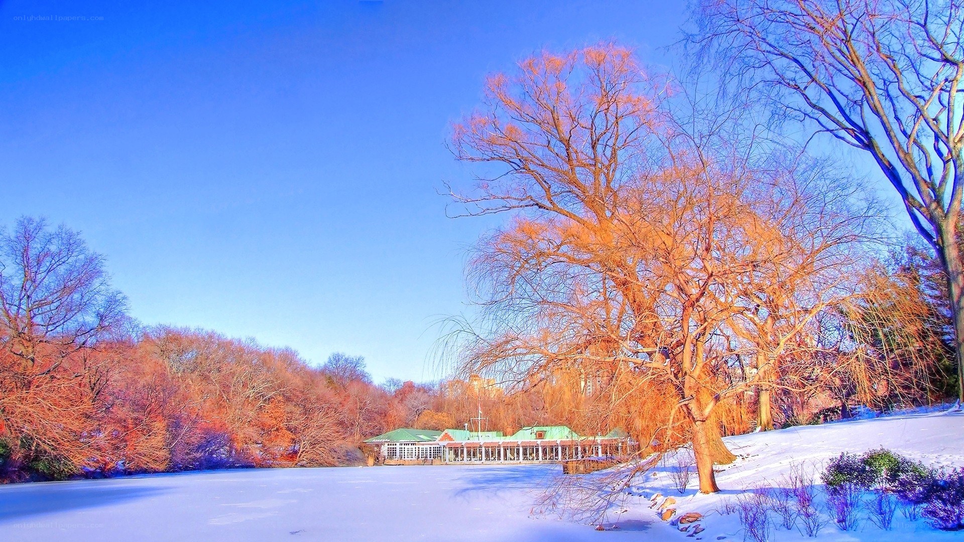 Winter scene at Central Park