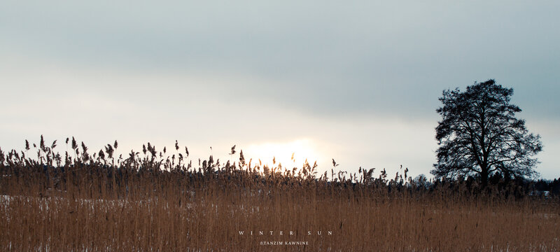 Winter Sun over Reeds