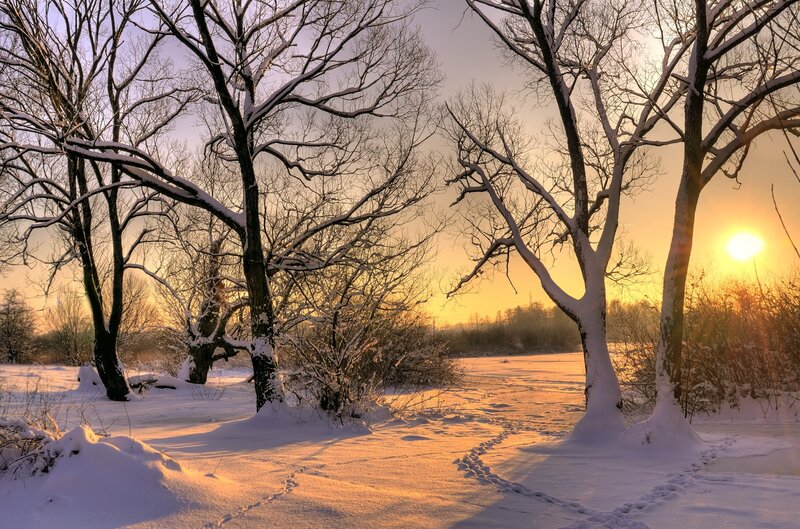 Winter sunset in snowy forest