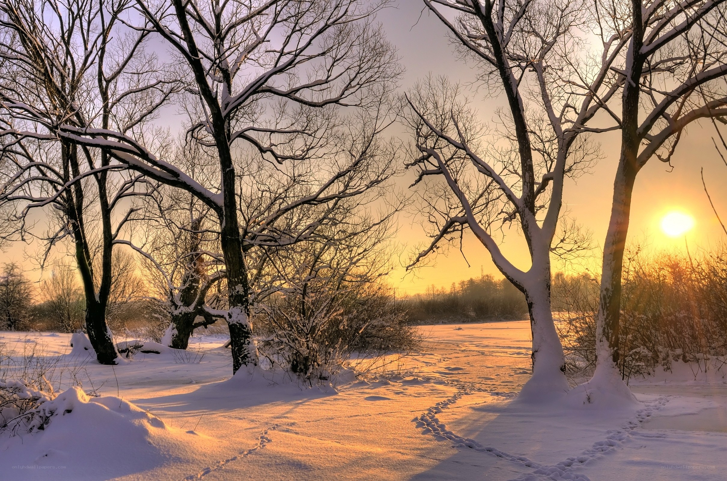 Winter sunset in snowy forest