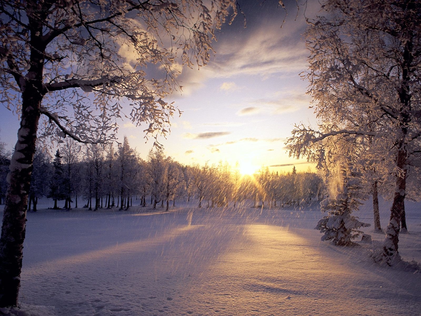 Winter sunset in snowy forest