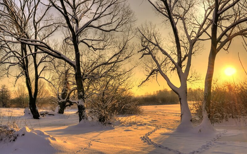 Winter sunset in snowy forest
