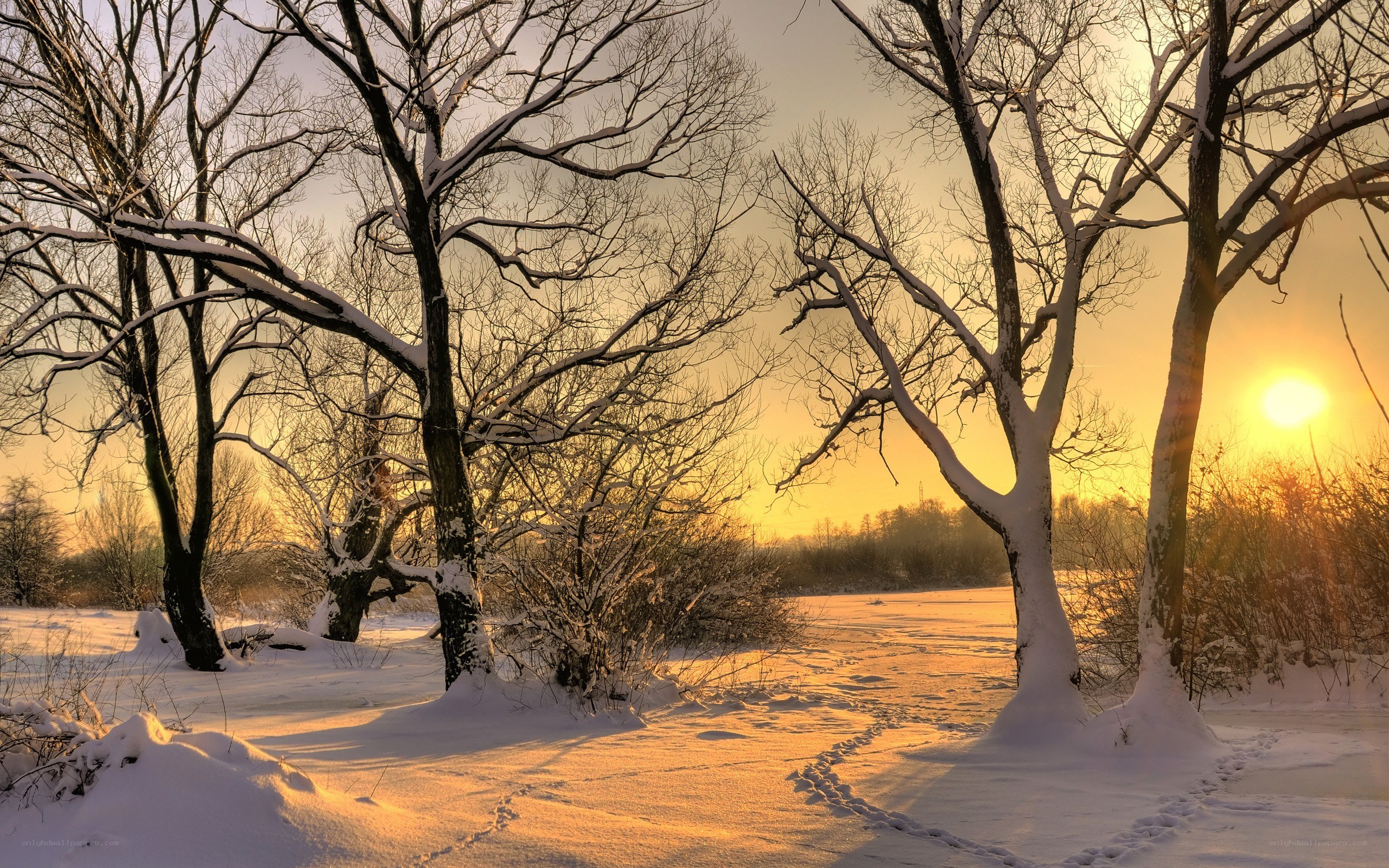 Winter sunset in snowy forest