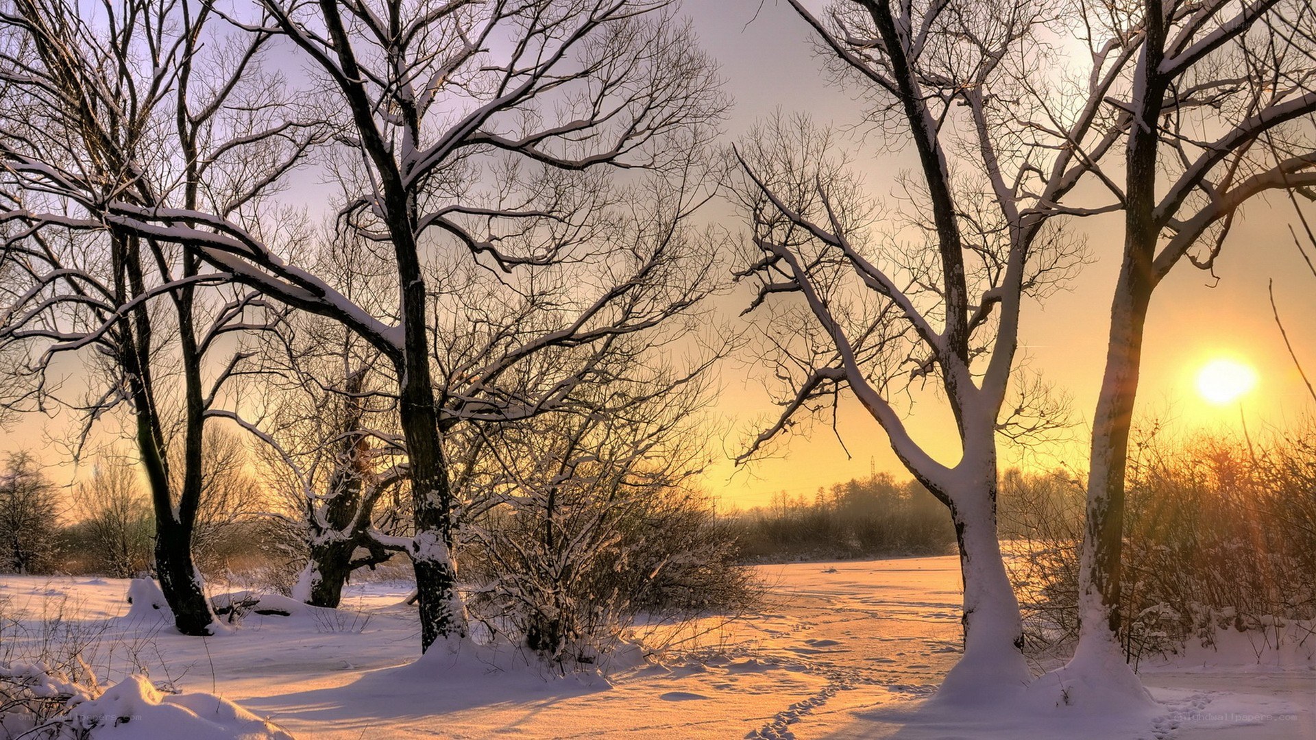 Winter sunset in snowy forest