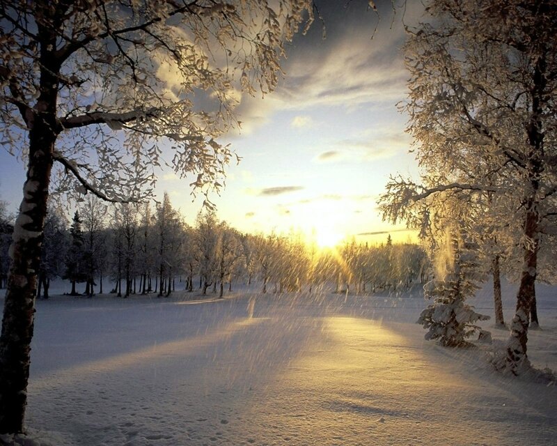 Winter sunset in snowy forest