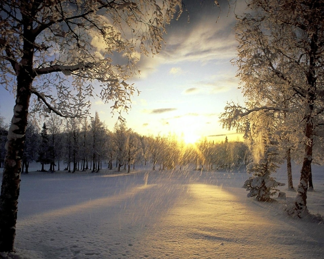 Winter sunset in snowy forest