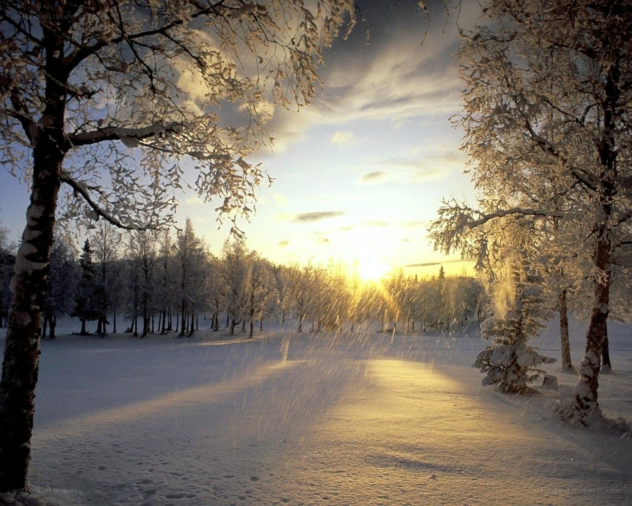 Winter sunset in snowy forest