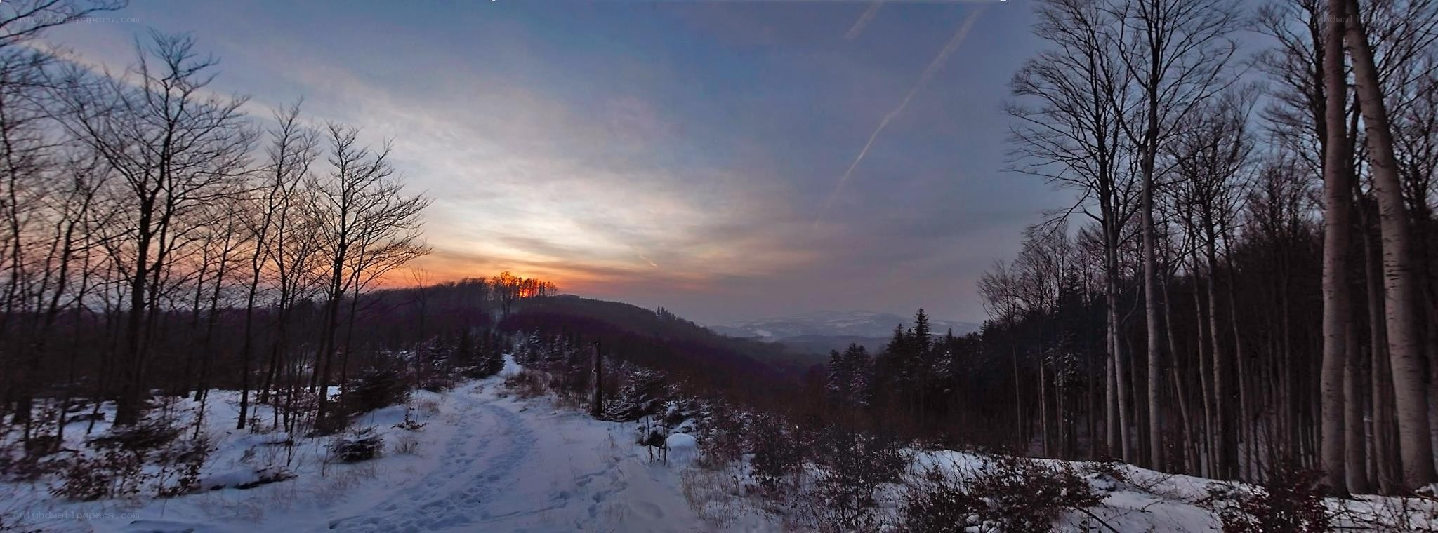 Winter sunset in the forest