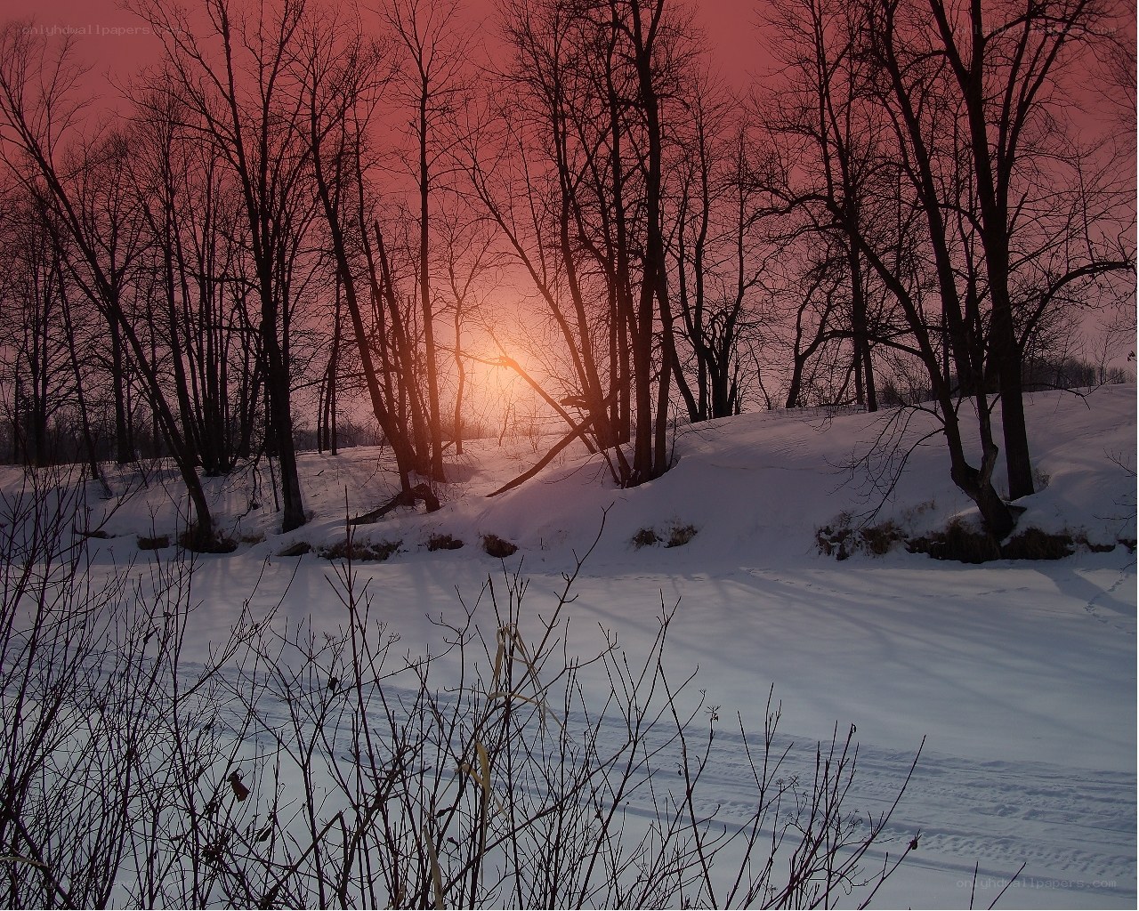 Winter sunset in the forest