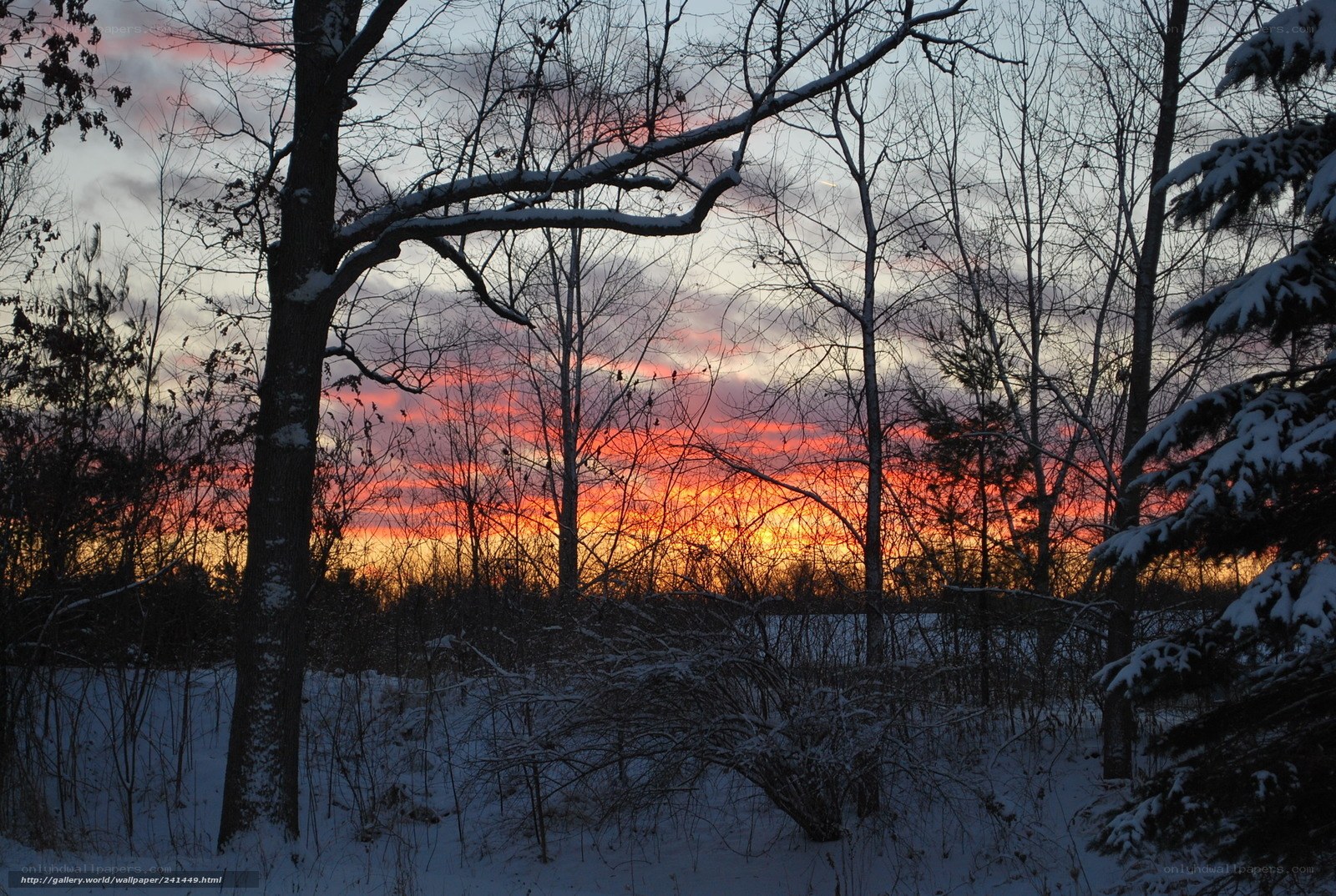 Winter sunset in the forest