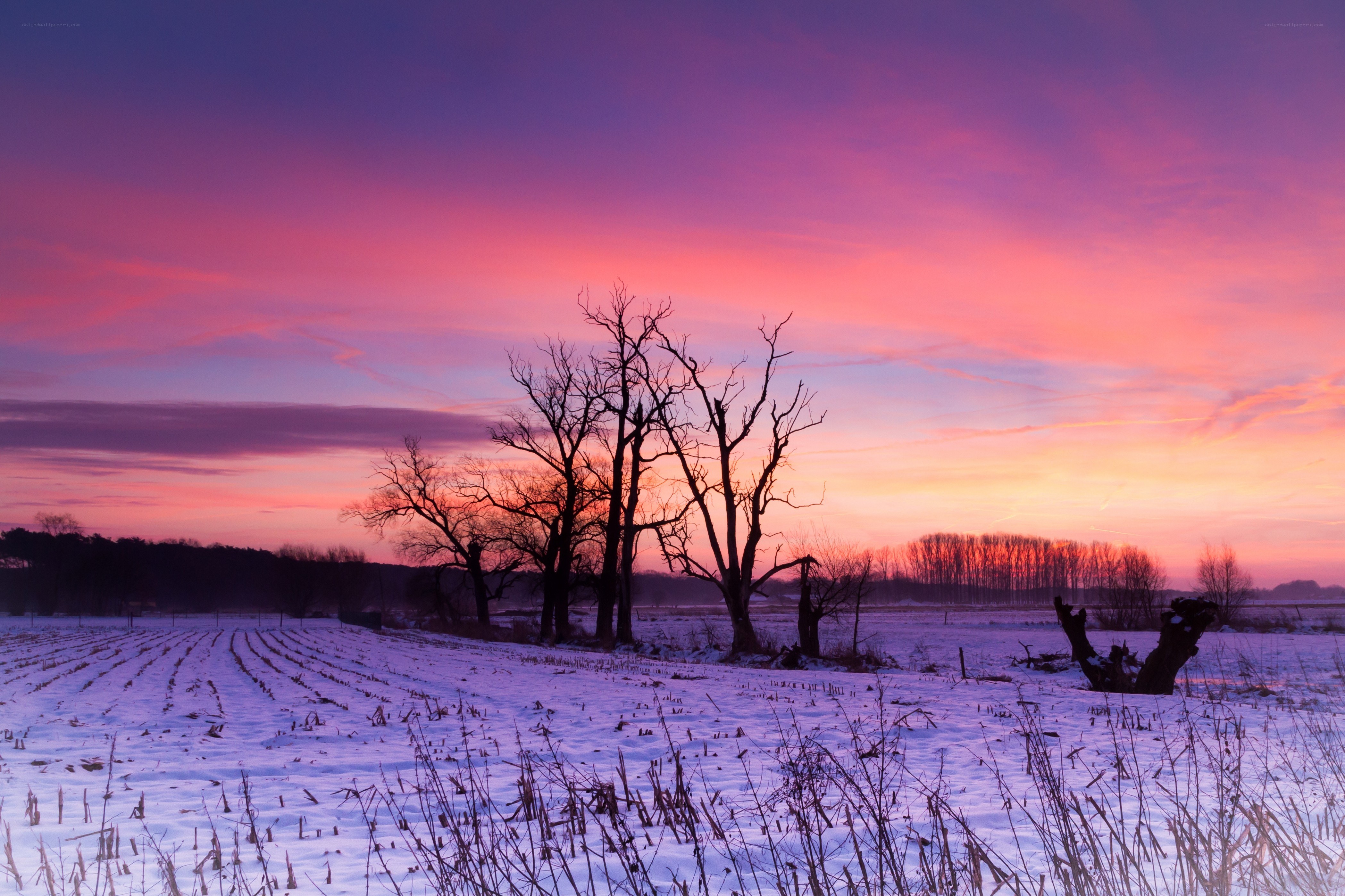 Winter sunset over snow-covered field