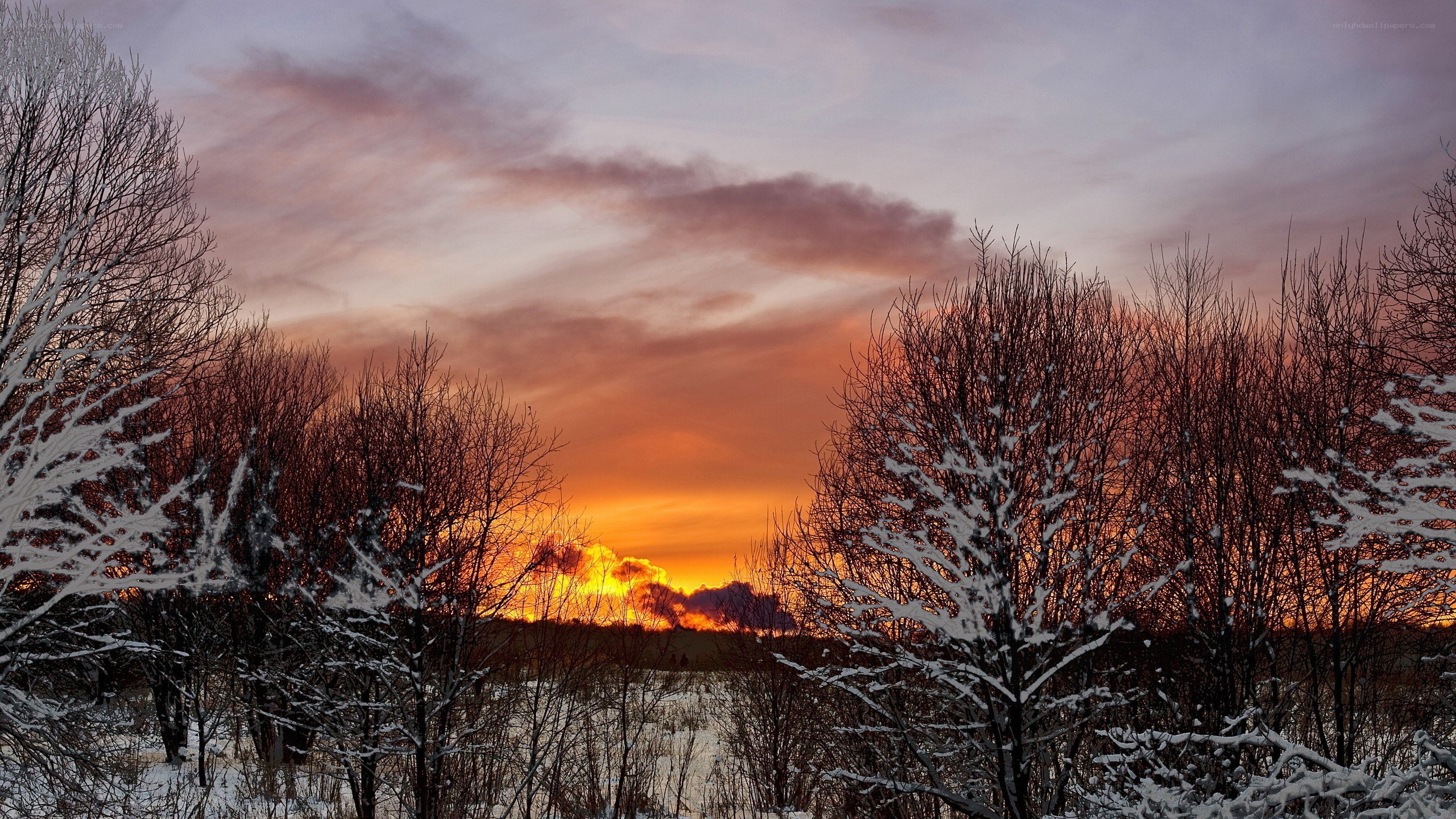 Winter sunset over snow-covered trees