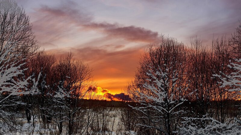 Winter sunset over snow-covered trees