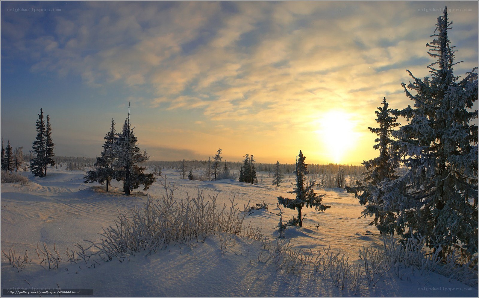 Winter sunset over snowy forest
