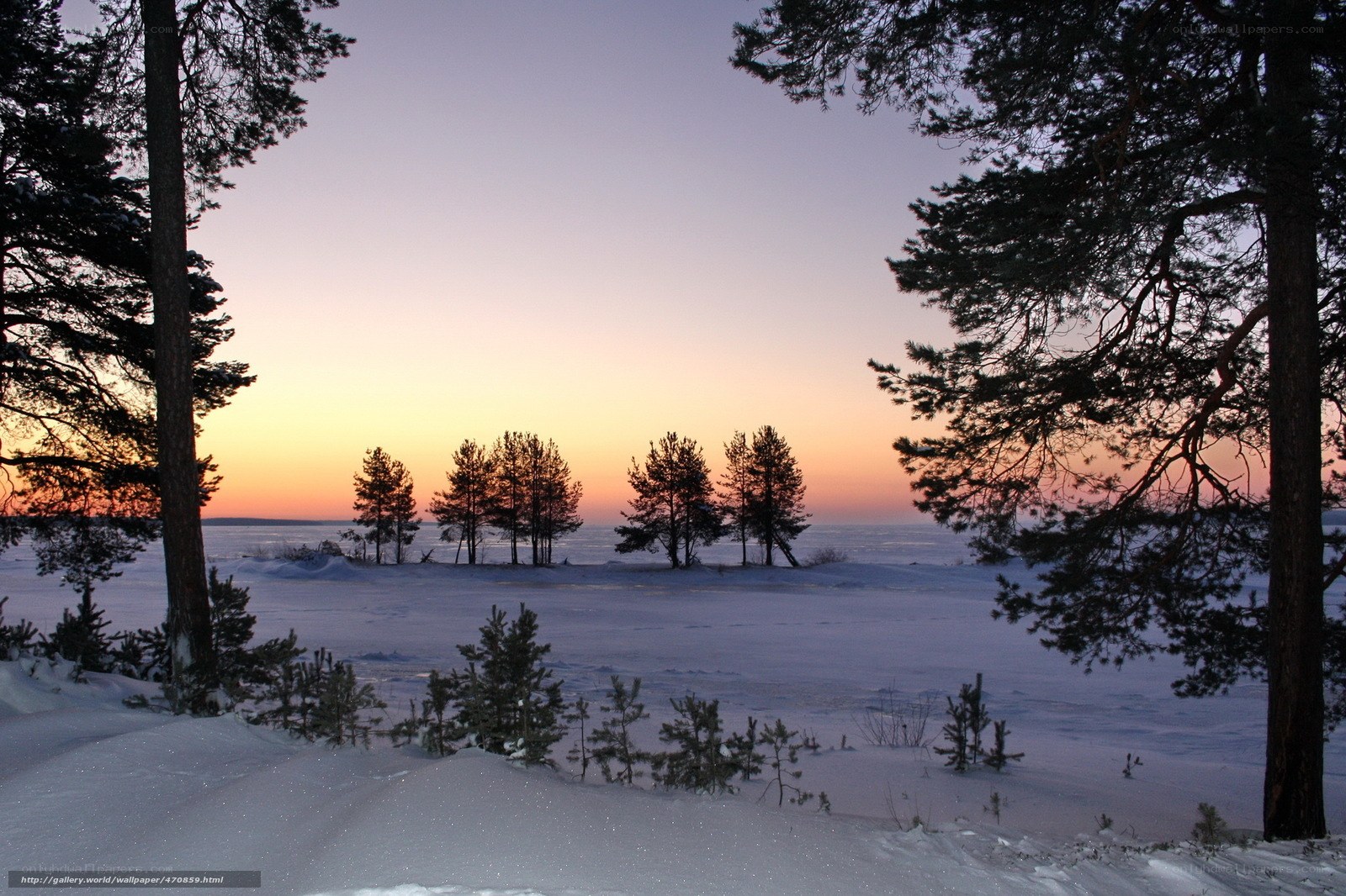 Winter sunset over snowy forest