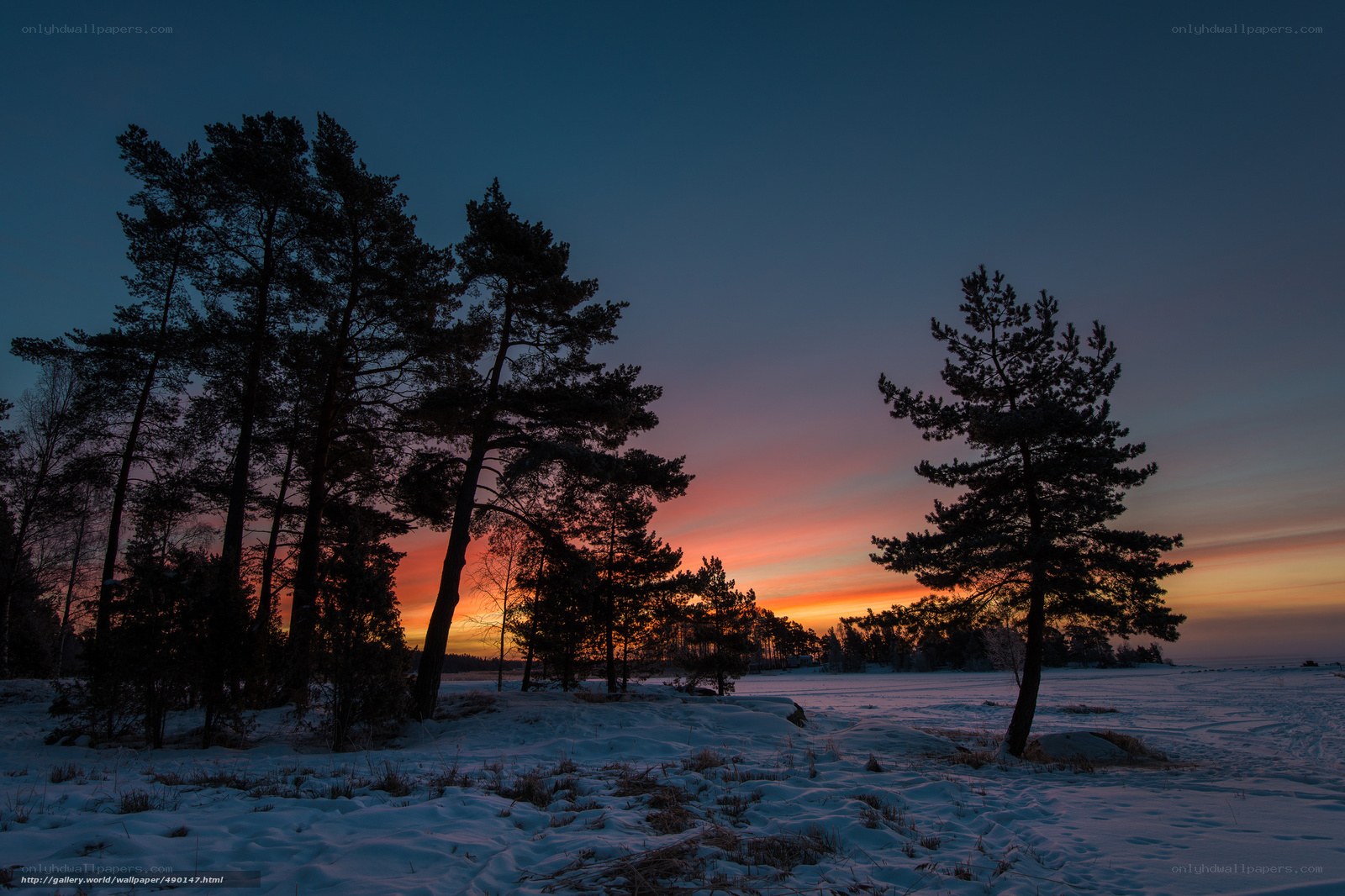 Winter sunset over snowy forest