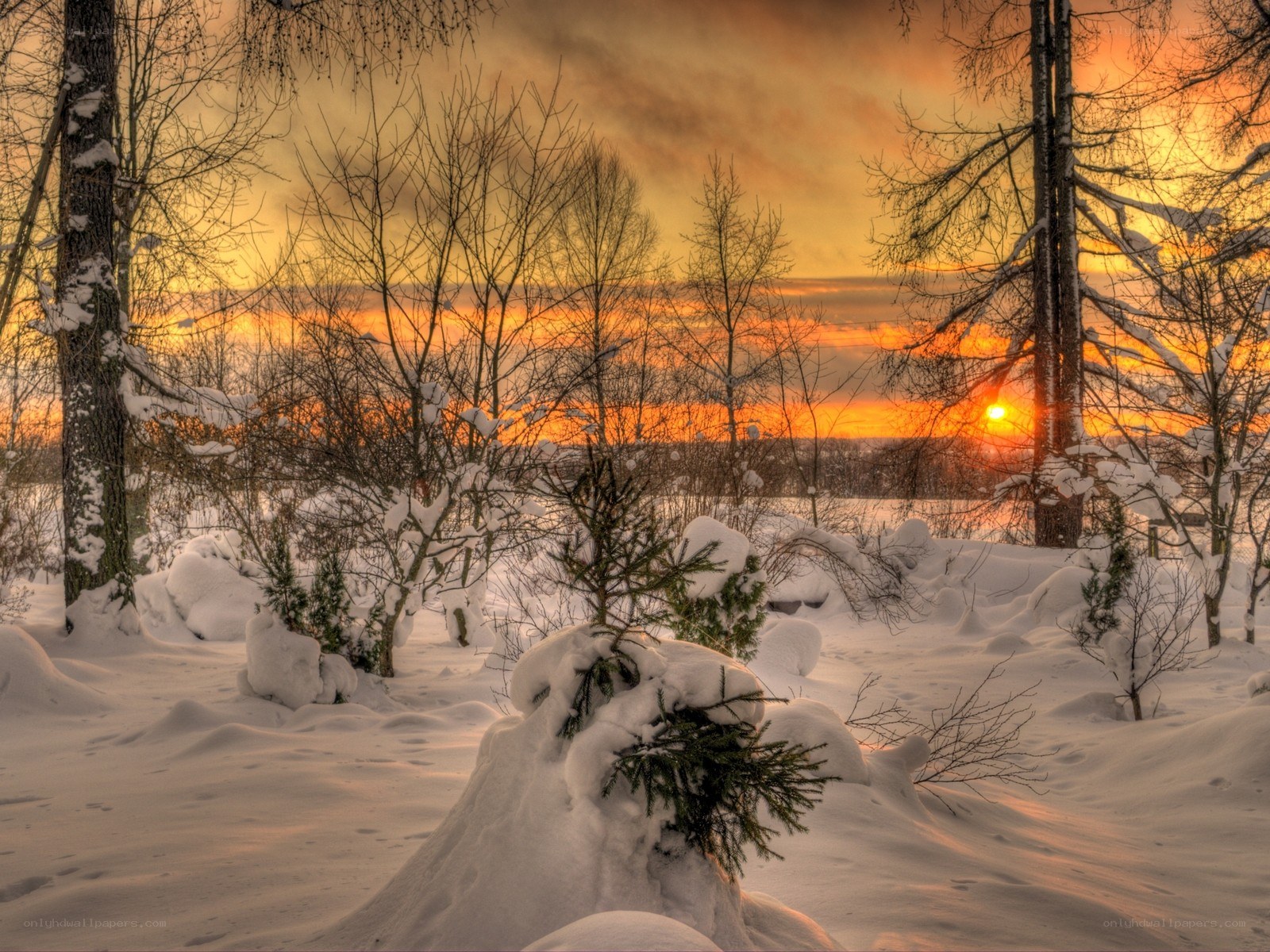Winter sunset over snowy forest