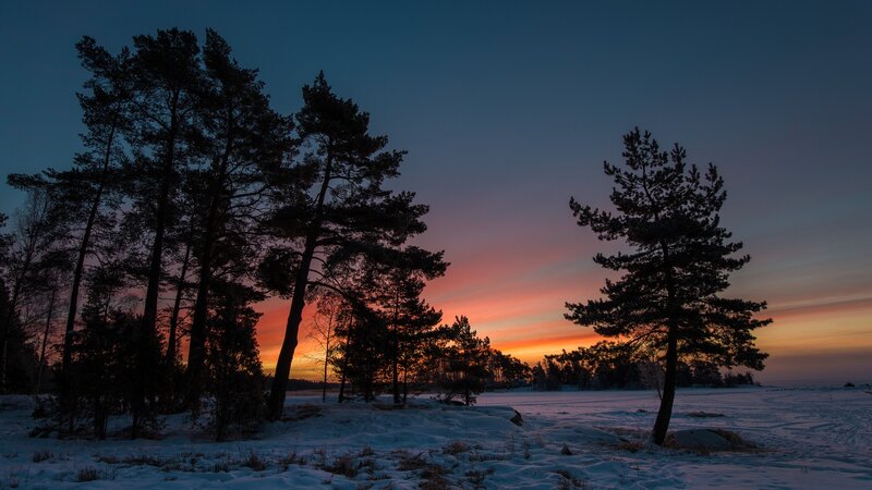 Winter sunset over snowy forest