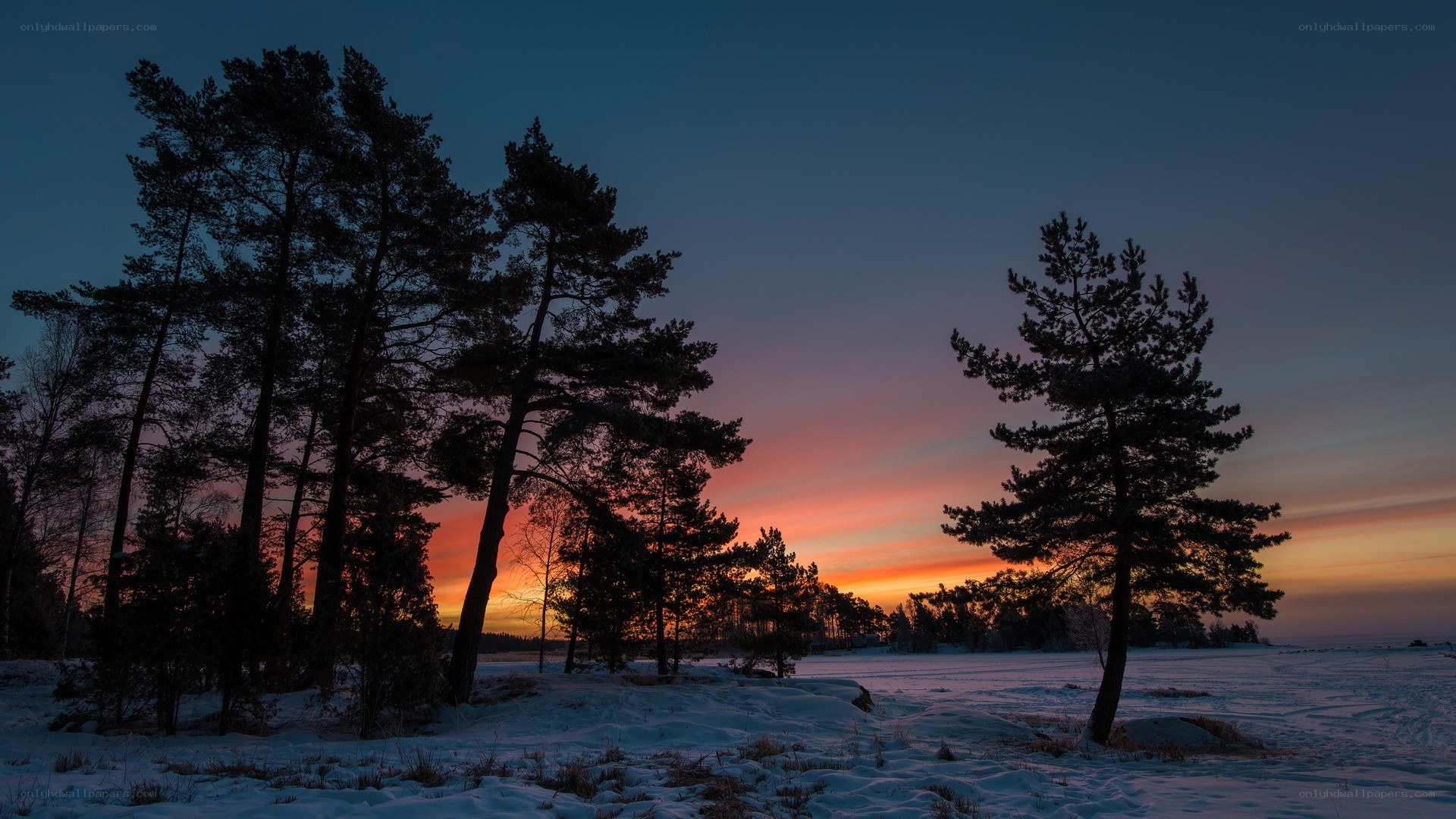 Winter sunset over snowy forest