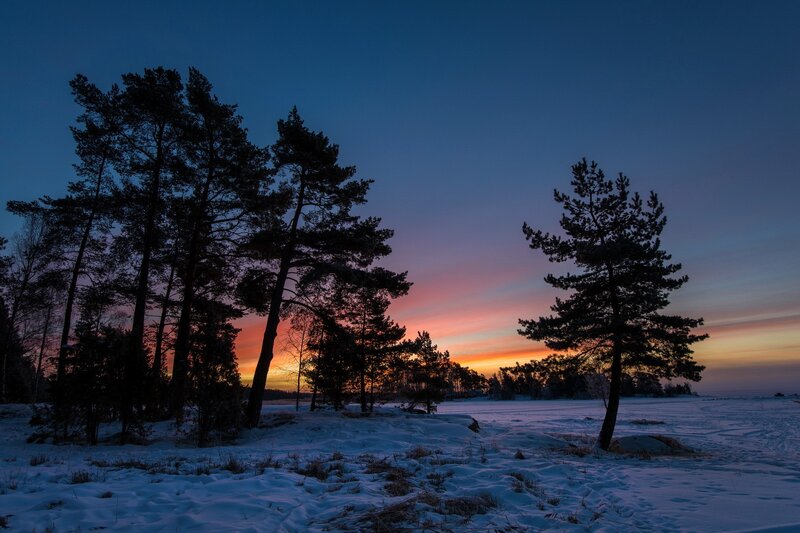 Winter sunset over snowy forest