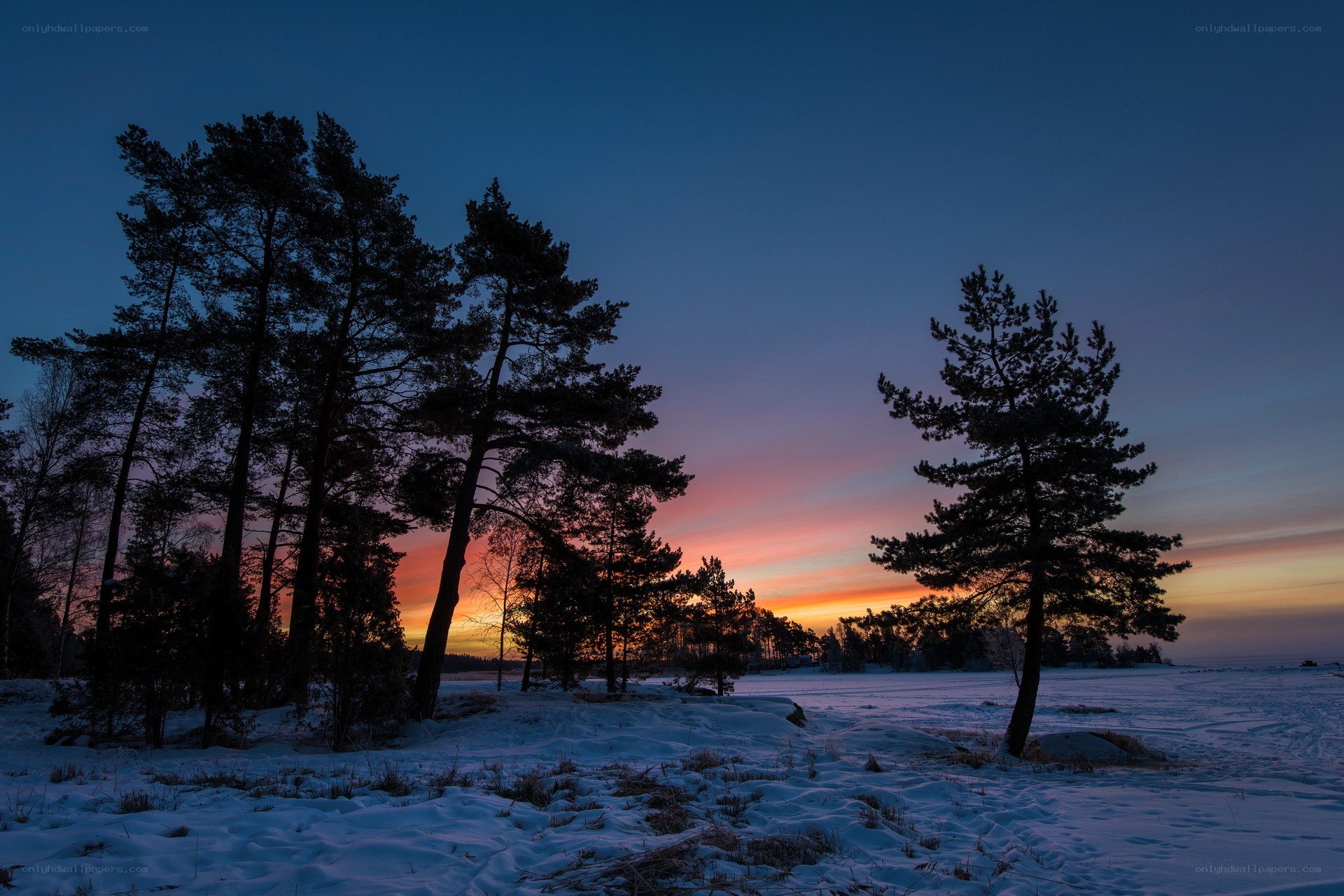 Winter sunset over snowy forest