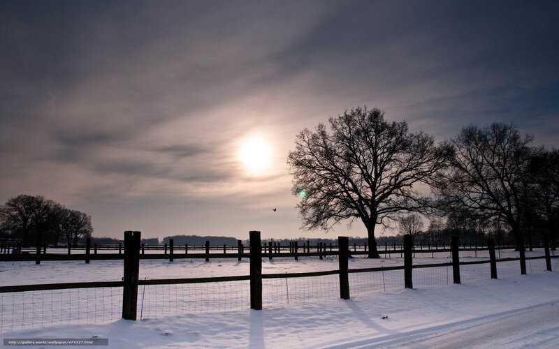 Winter sunset with bare trees