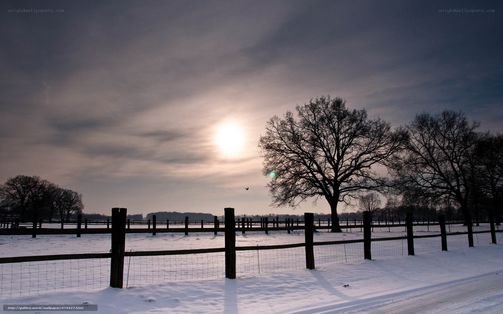 Winter sunset with bare trees