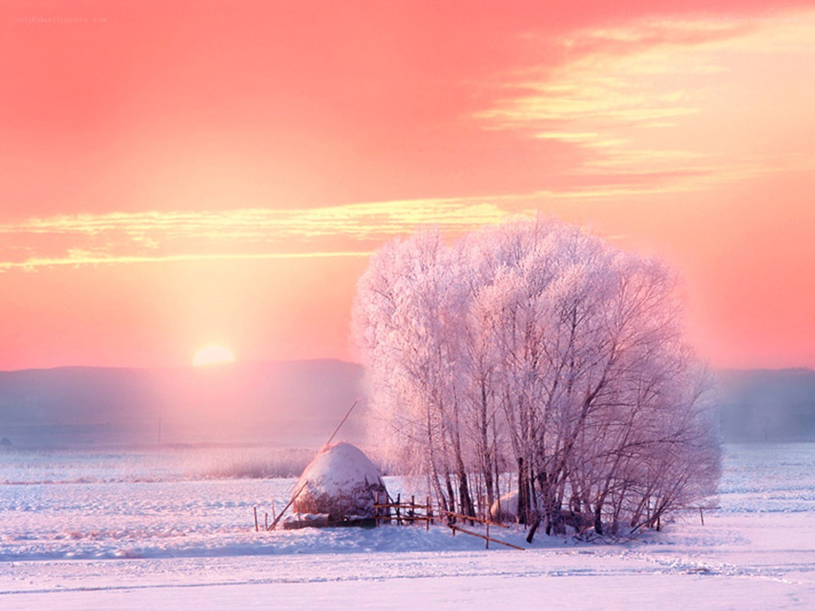 Winter sunset with frosty trees
