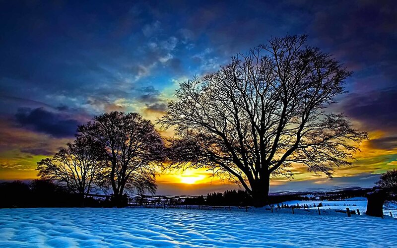 Winter sunset with silhouetted trees