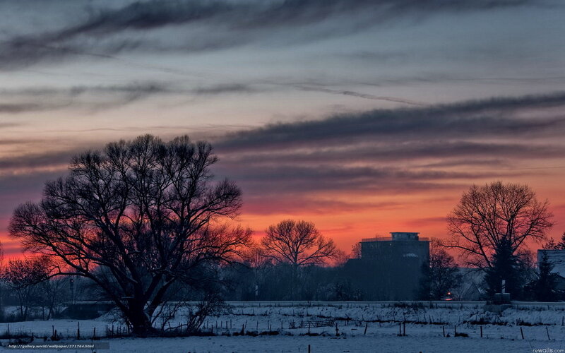 Winter sunset with silhouetted trees